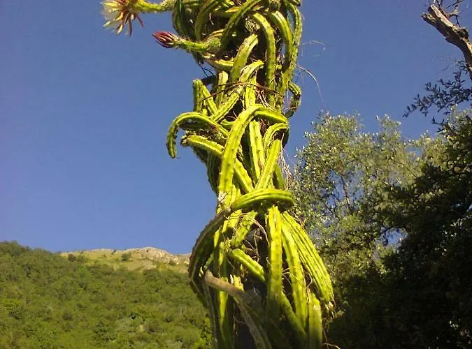 La Margherita Di Teriasca